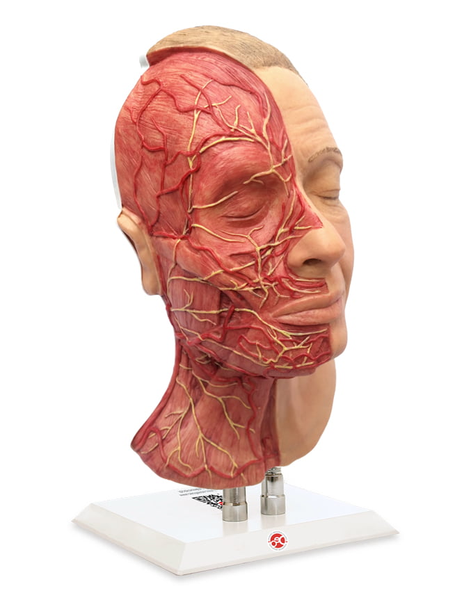 Manichini del Volto per Pratica Iniettiva - Modello Metà - immagine 2