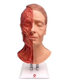 Facial Injection Manikin - Vascular Half Head