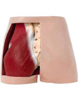 Simulatore Gluteo - 4 Livelli