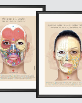 Coppia di Tavole Anatomiche con cornice - Muscoli, grasso superficiale e nervi