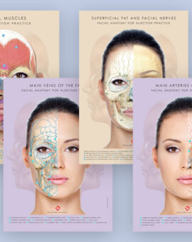 Set of Anatomical Tables – vascularization, muscles, nerves, superficial fat