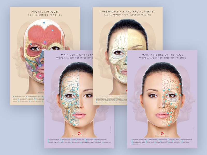 Set of Anatomical Tables – vascularization, muscles, nerves, superficial fat