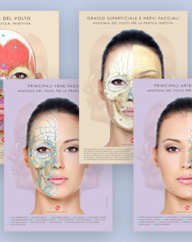 Set di Tavole Anatomiche - vascolarizzazione, muscoli, nervi, grasso superficiale