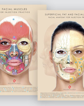 Two Anatomical Tables - Muscles, Nerves, Superficial Fat