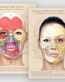 Coppia di Tavole Anatomiche - Muscoli, Nervi e Grasso superficiale